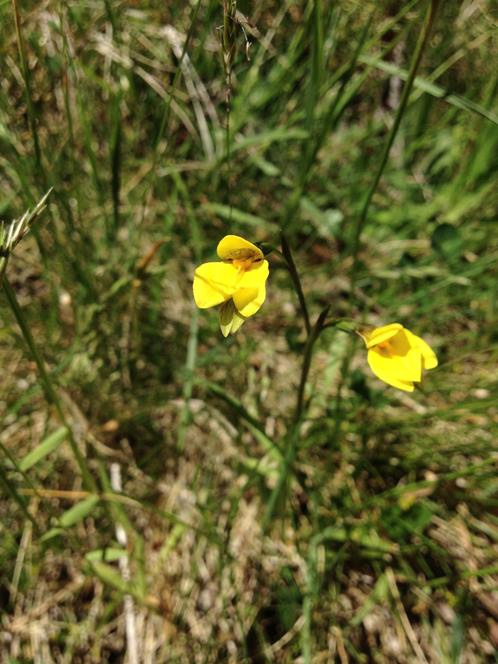 Diuris subalpina (hero image)