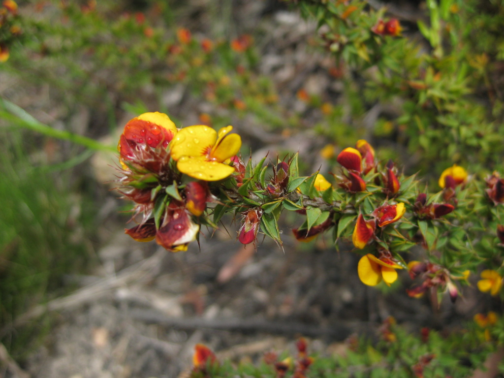 Pultenaea costata (hero image)