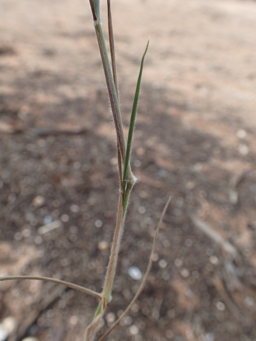Enneapogon avenaceus (hero image)