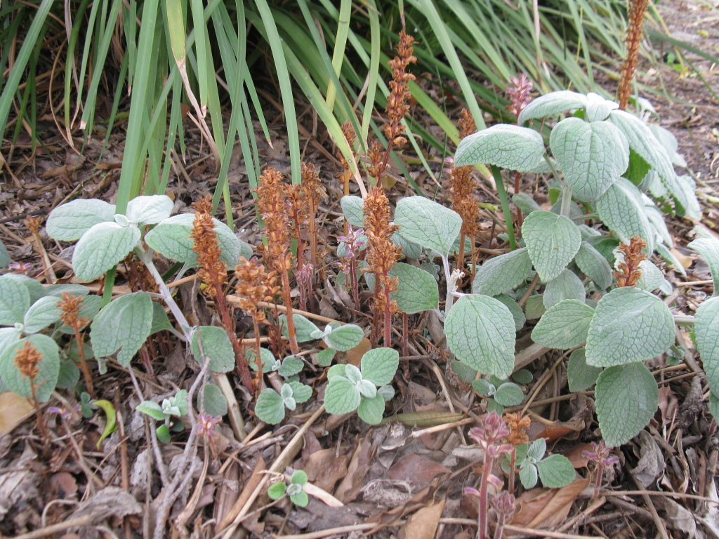 Orobanche (hero image)