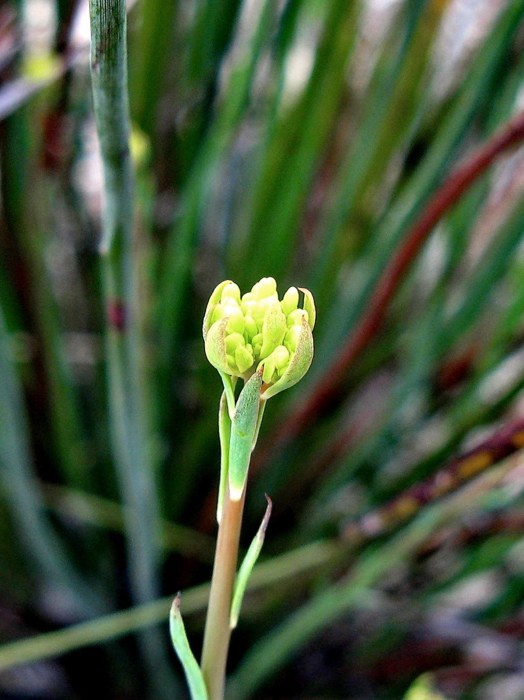 Glischrocaryon behrii (hero image)