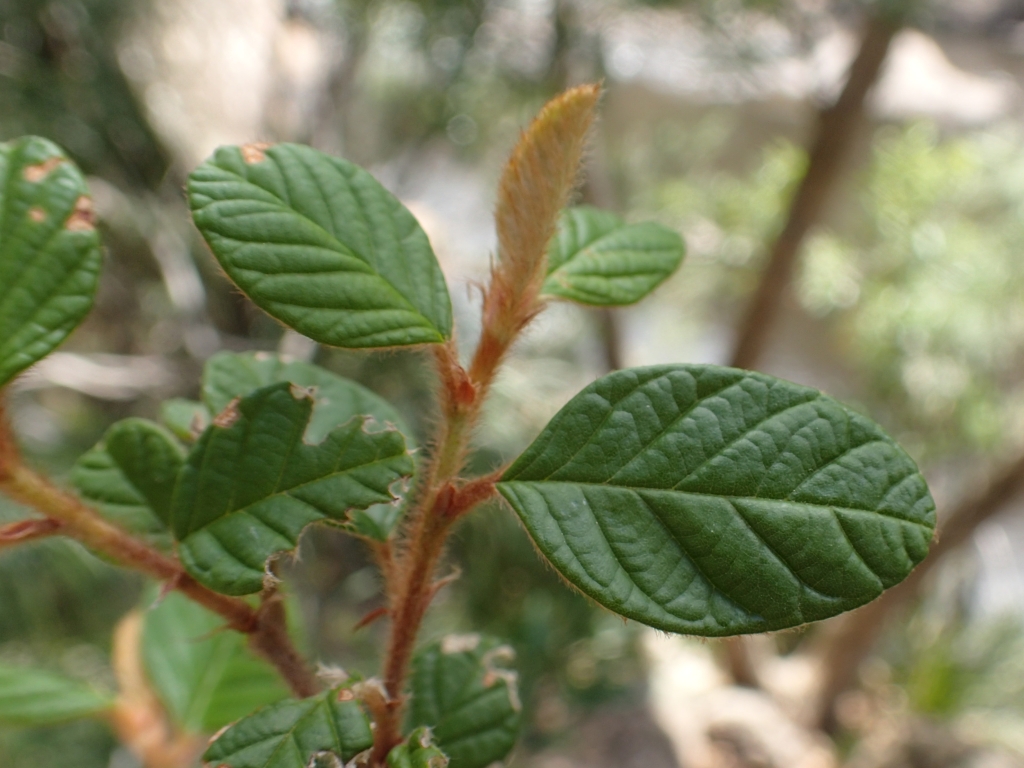 Pomaderris brunnea (hero image)