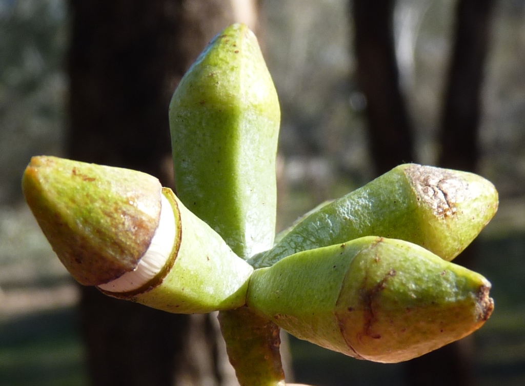 Eucalyptus albens (hero image)