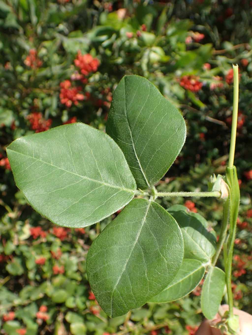 Kennedia lateritia (hero image)