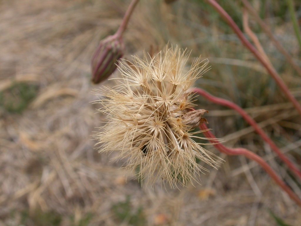 Microseris lanceolata (hero image)