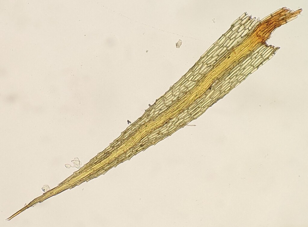 Conostomum curvirostre (hero image)