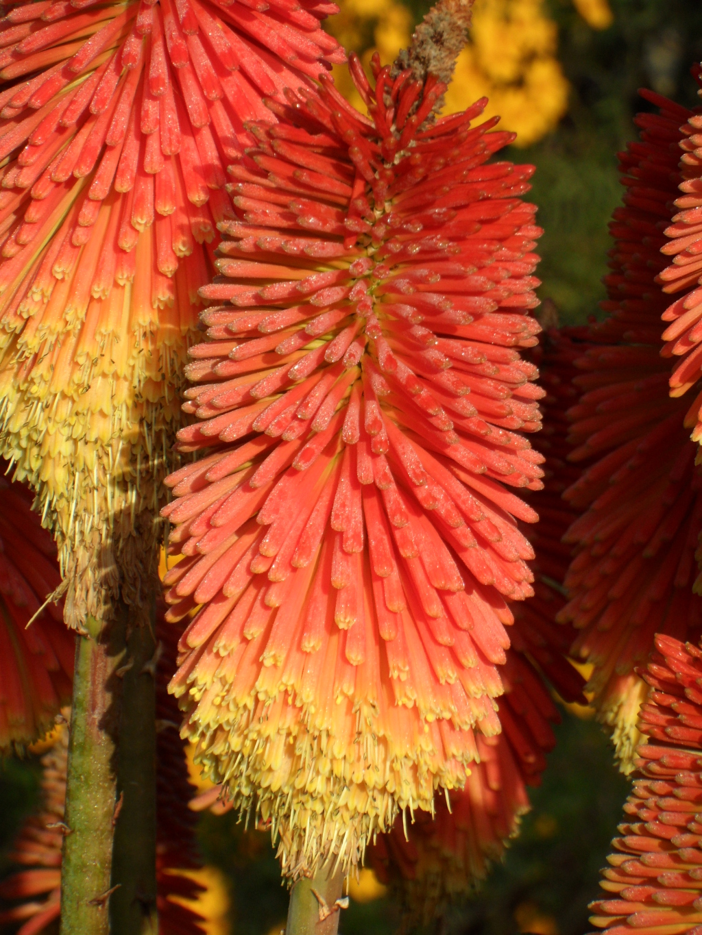 Kniphofia uvaria (hero image)