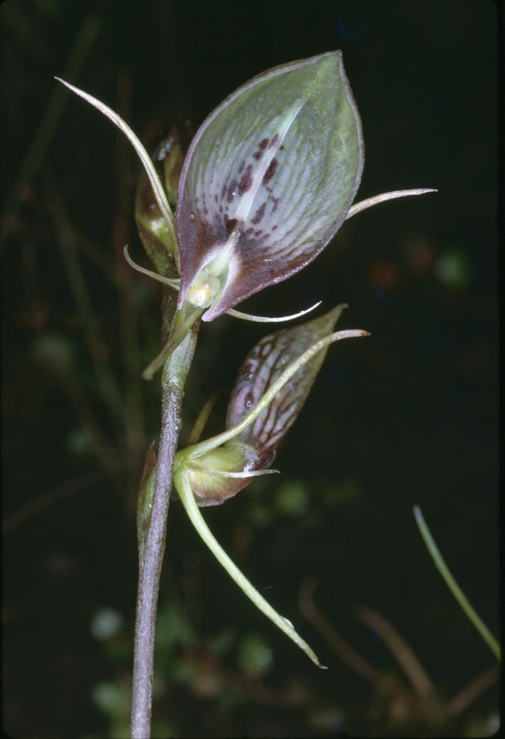 Cryptostylis (hero image)