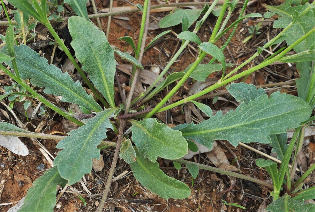 Calotis scabiosifolia (hero image)