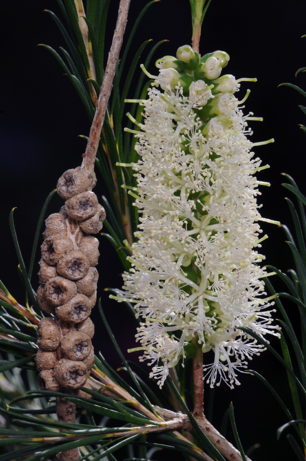 Melaleuca armillaris (hero image)