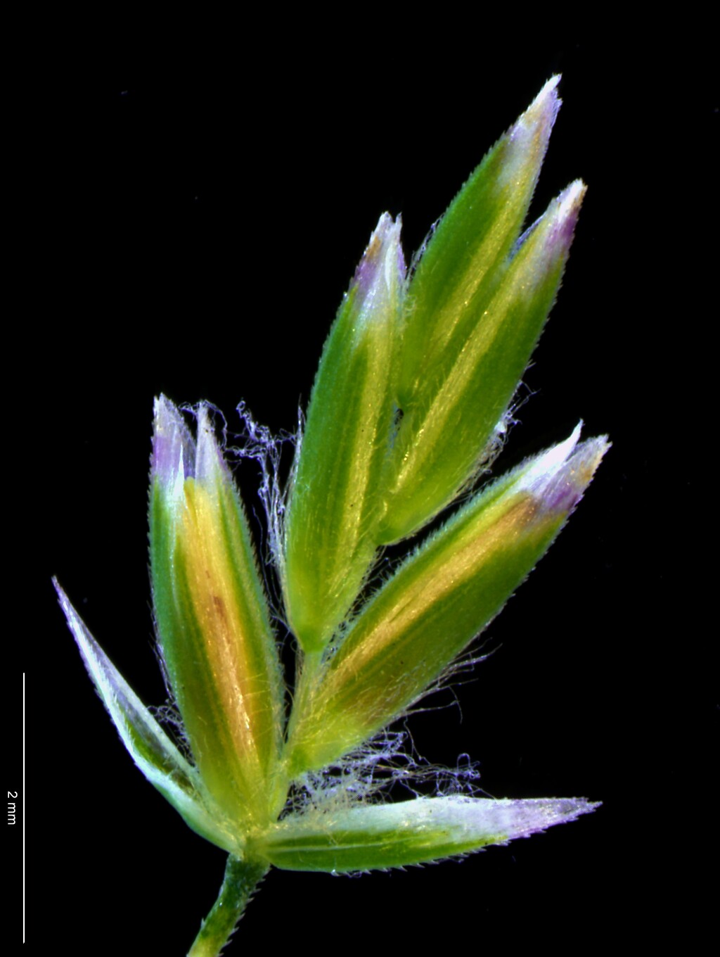 Poa ensiformis (hero image)