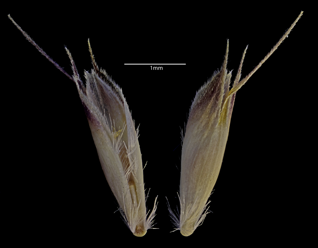 Rytidosperma nivicola (hero image)