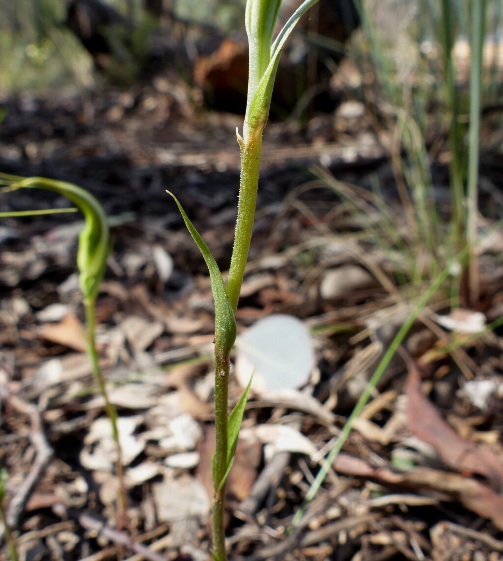 Pterostylis ampliata (hero image)