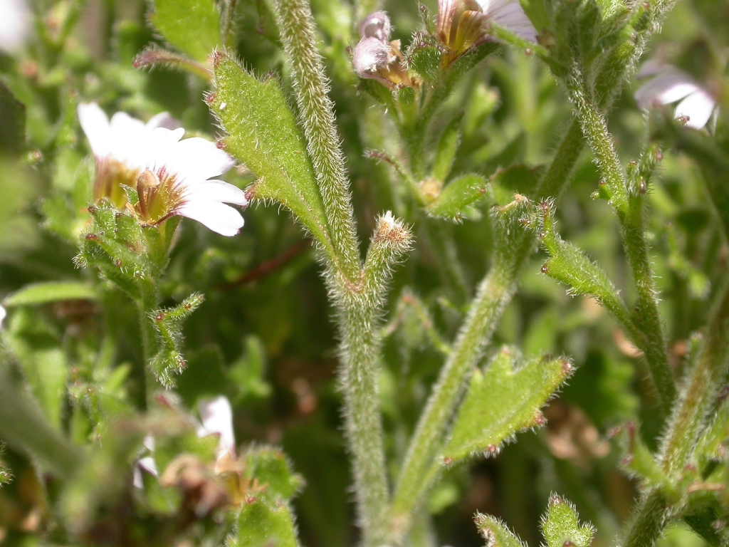 Scaevola albida (hero image)