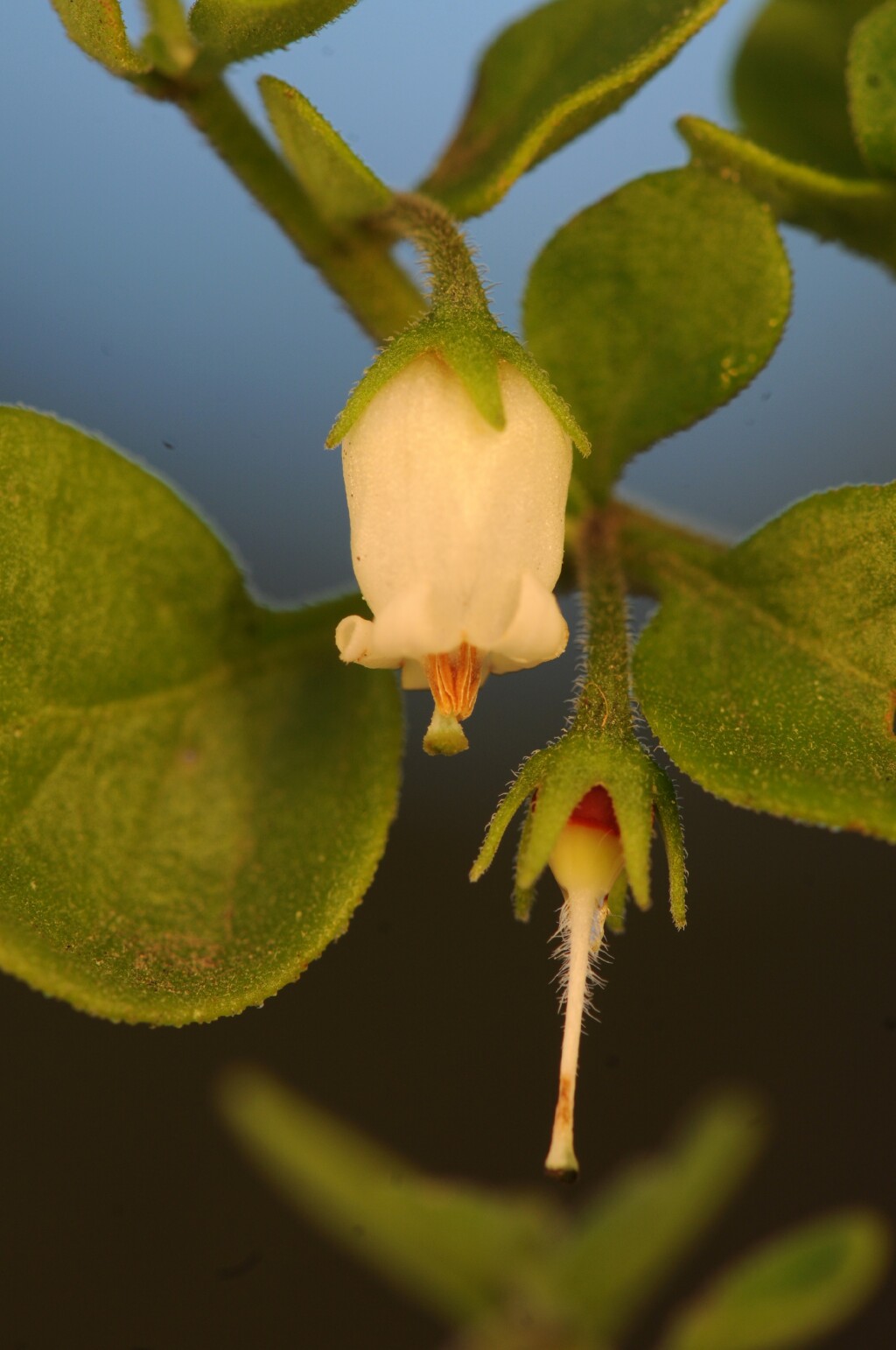 Solanaceae (hero image)