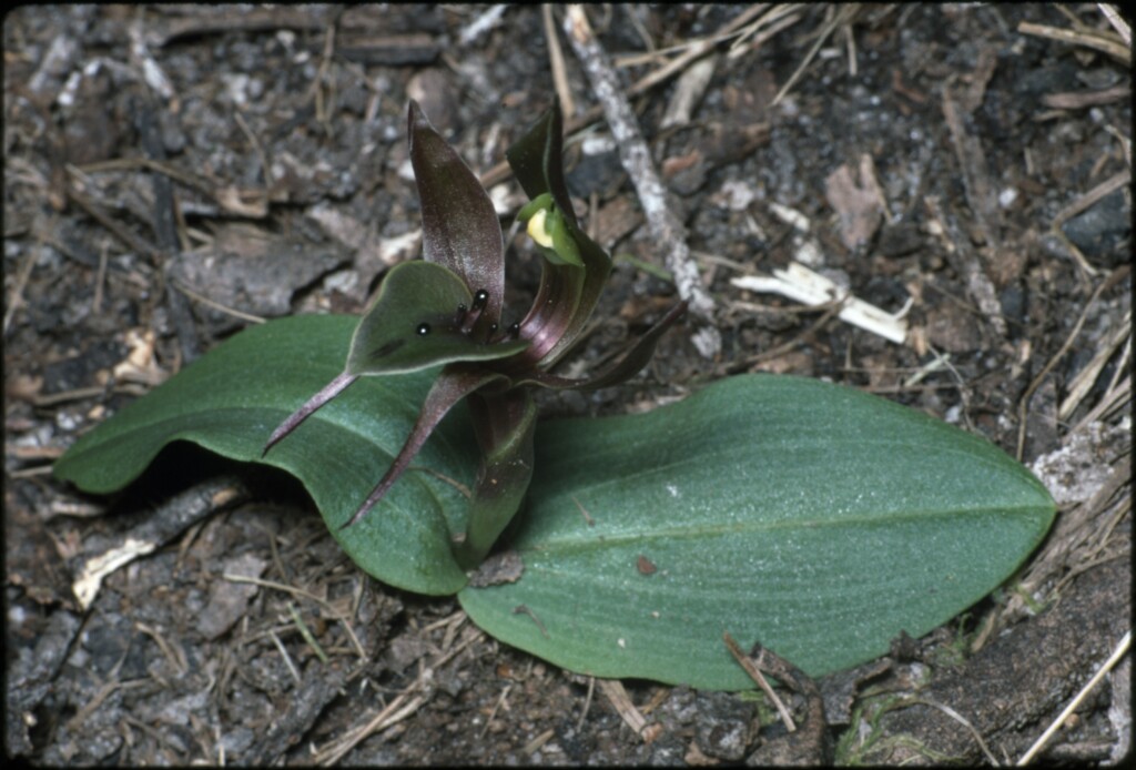 Chiloglottis valida (hero image)