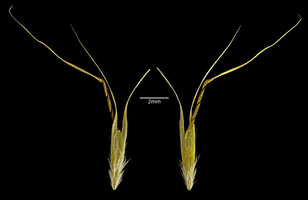 Rytidosperma (hero image)