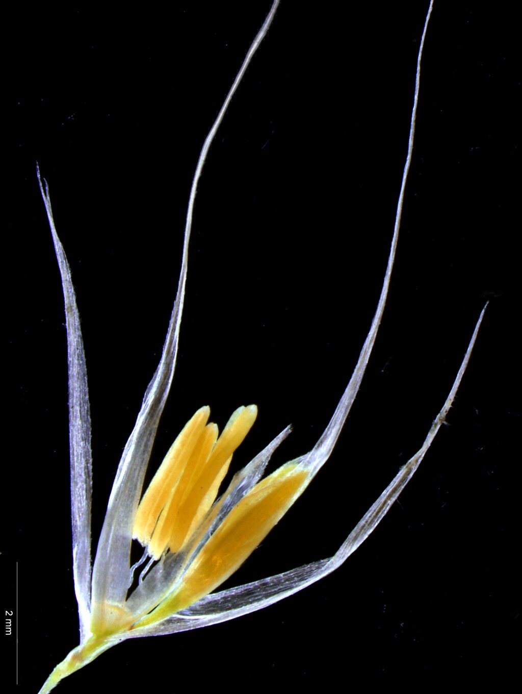 Cortaderia (hero image)