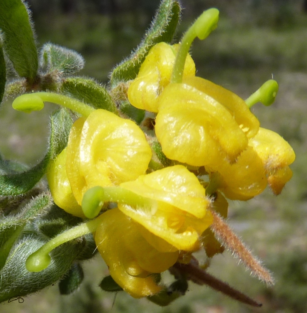 Grevillea alpina (hero image)