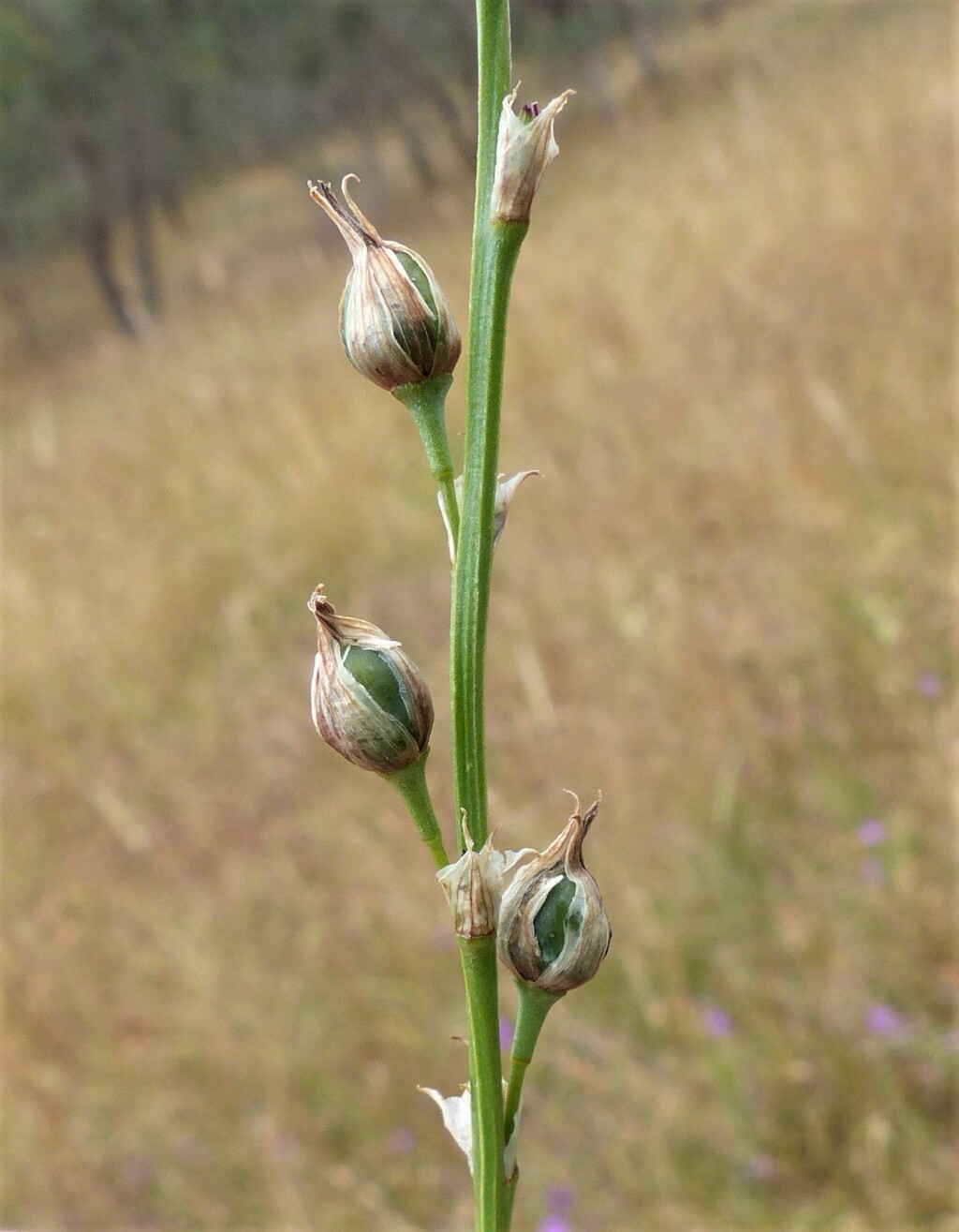 Arthropodium sp. 3 (hero image)