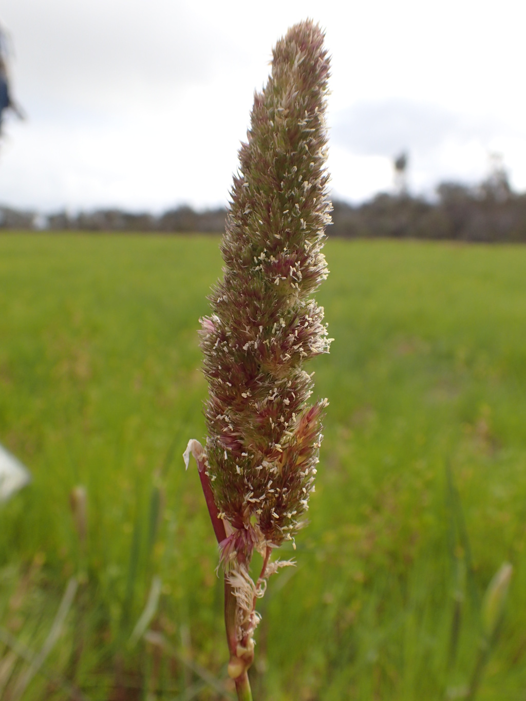 Phalaris paradoxa (hero image)
