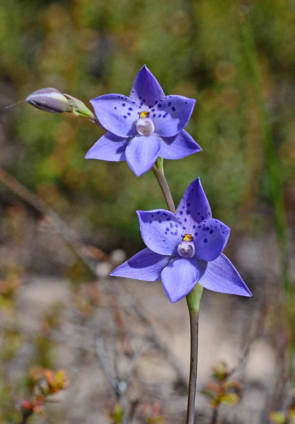 Thelymitra juncifolia (hero image)