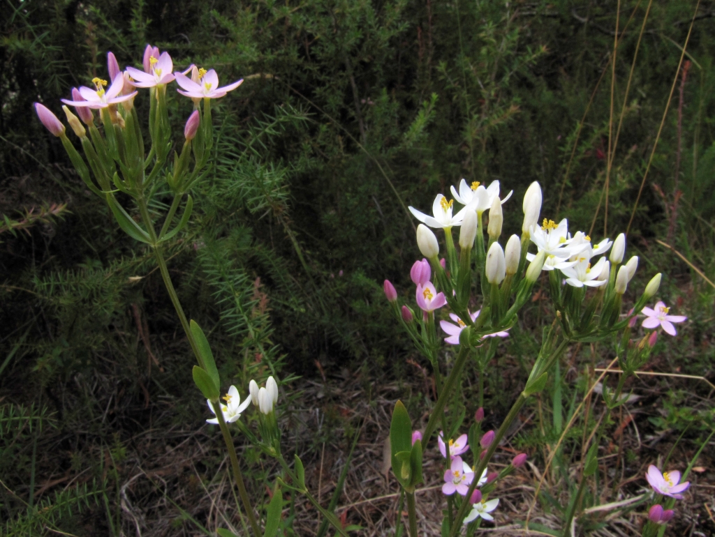 Centaurium erythraea (hero image)