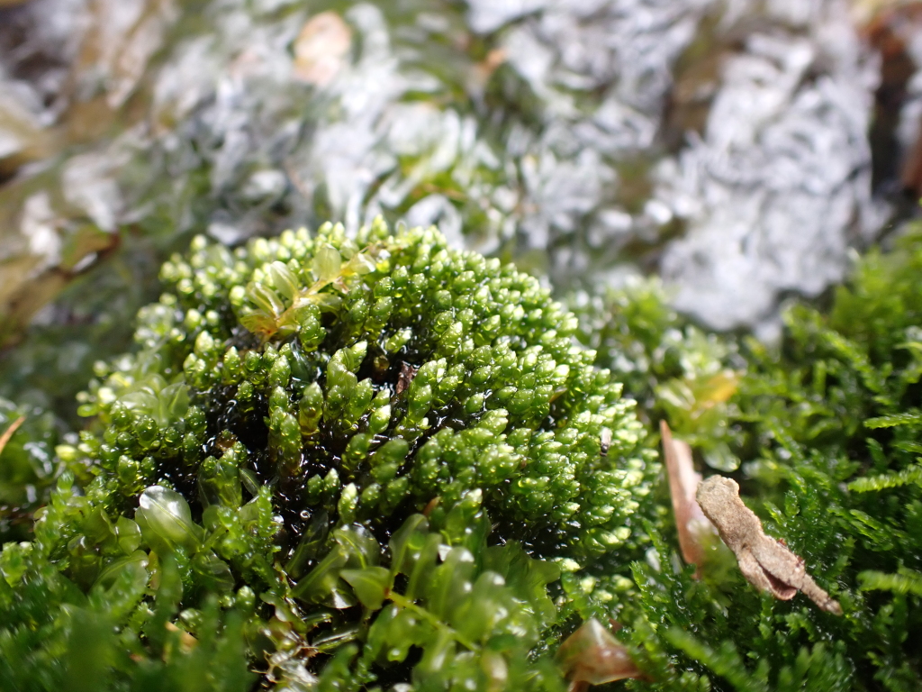 Ochiobryum blandum (hero image)