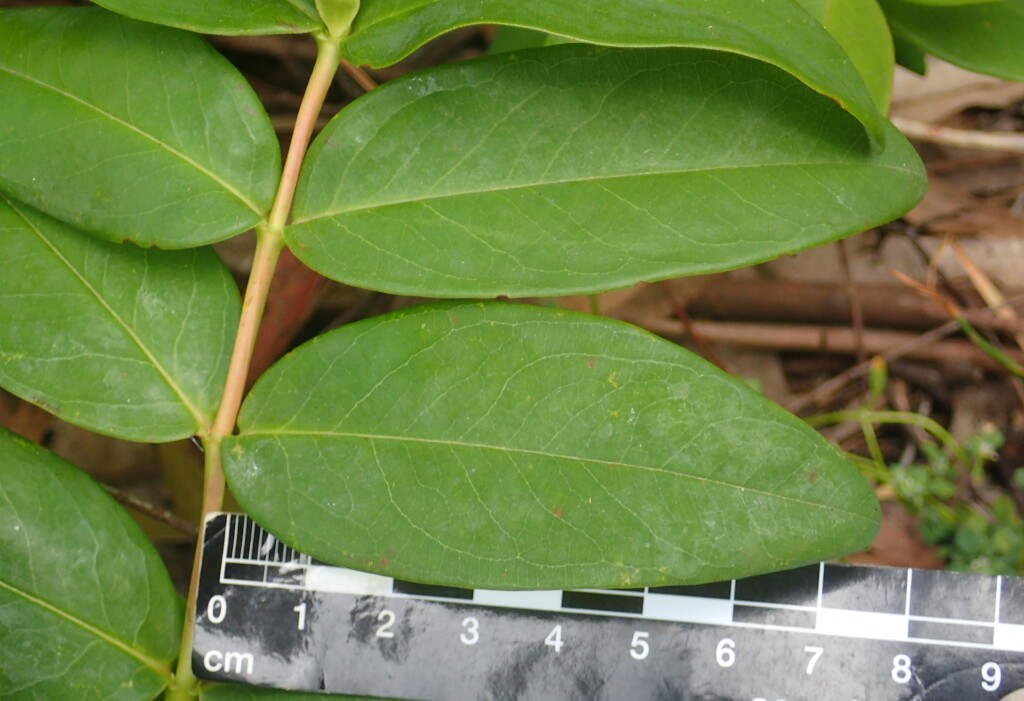 Hypericum calycinum (hero image)