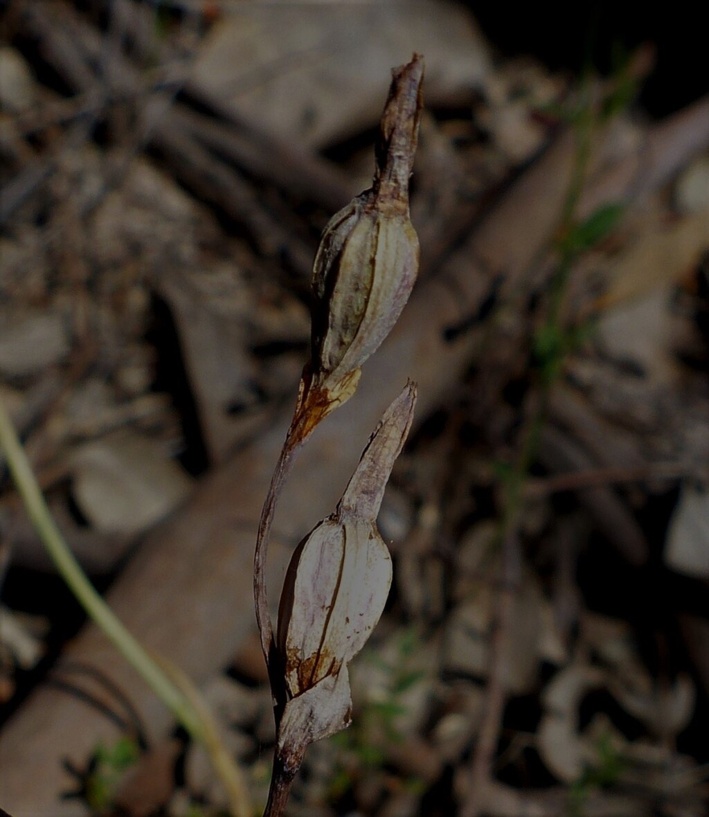 Thelymitra pauciflora (hero image)