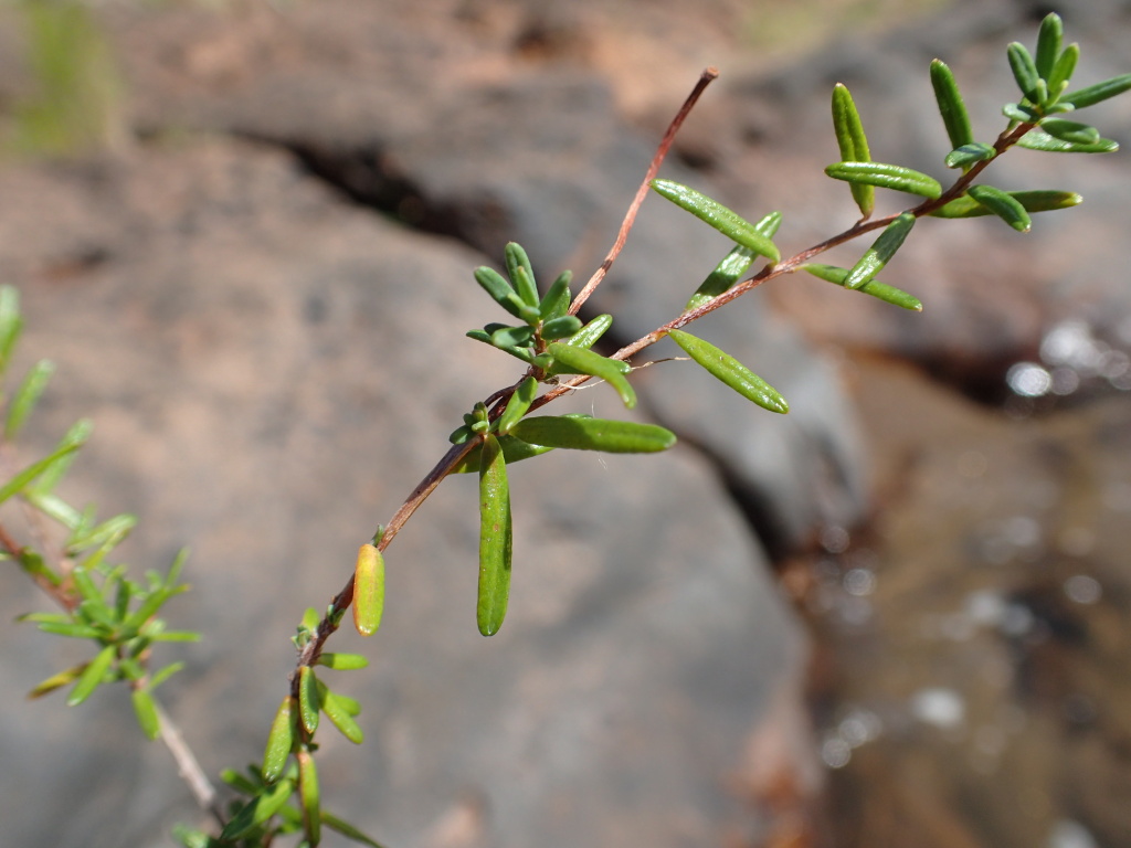 Hibbertia exponens (hero image)