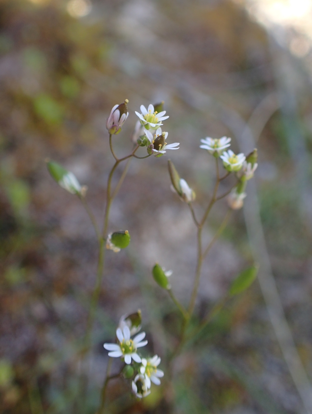 Erophila (hero image)