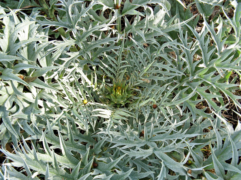 Cynara cardunculus subsp. flavescens (hero image)