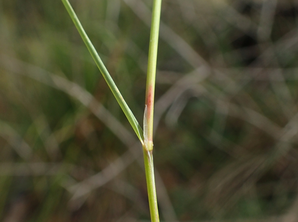 Amphibromus sinuatus (hero image)