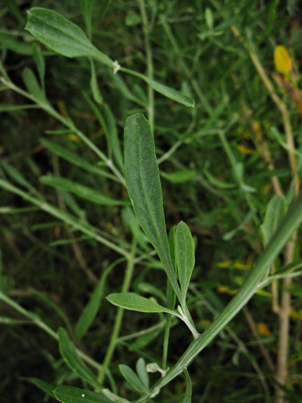 Rhagodia candolleana subsp. candolleana (hero image)