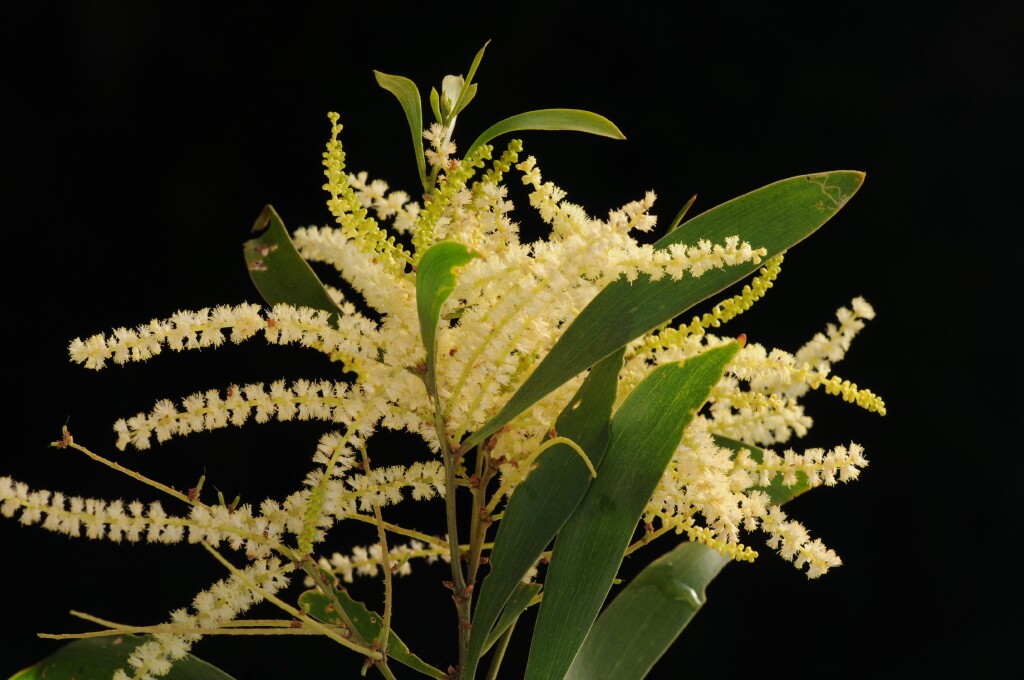 Acacia maidenii (hero image)