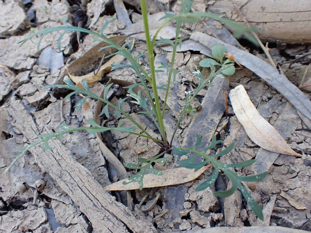 Lepidium pseudohyssopifolium (hero image)