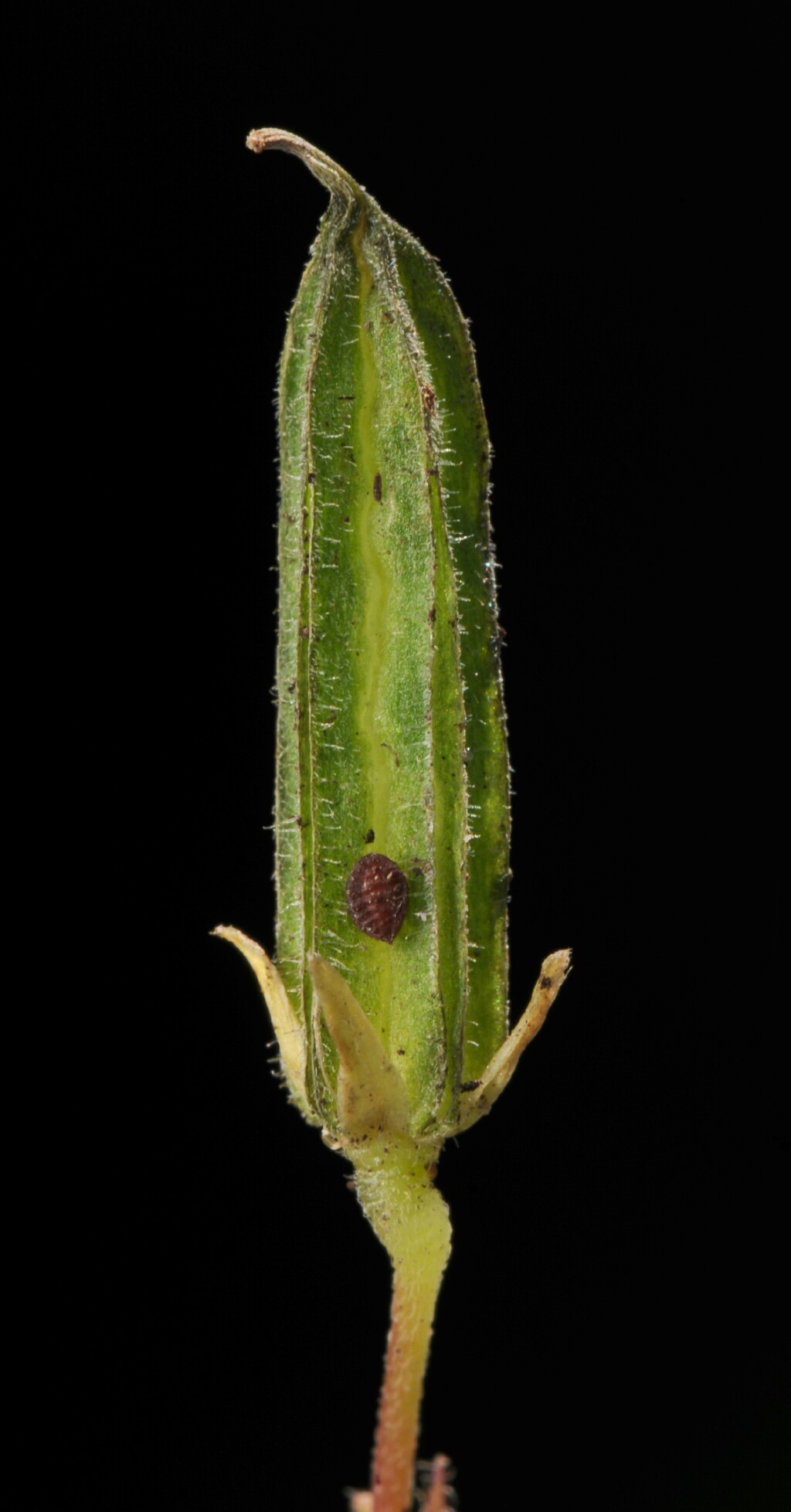 Oxalis corniculata (hero image)
