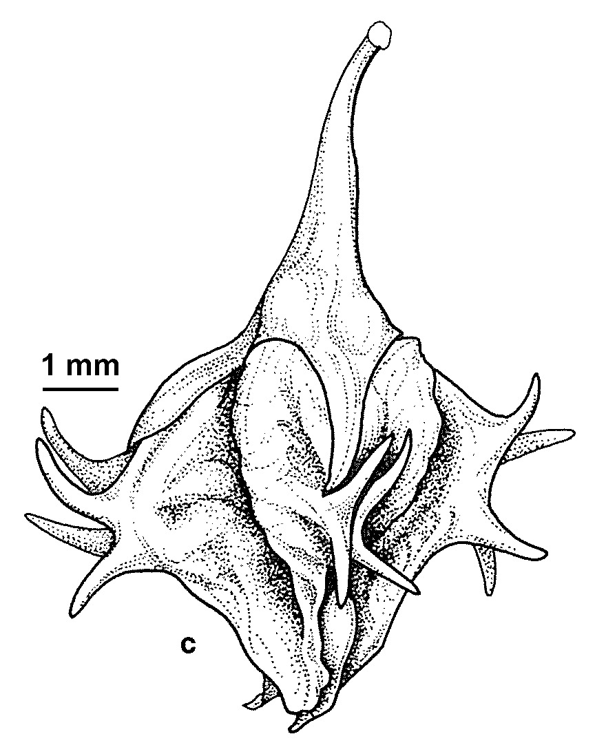 Rumex bidens (hero image)