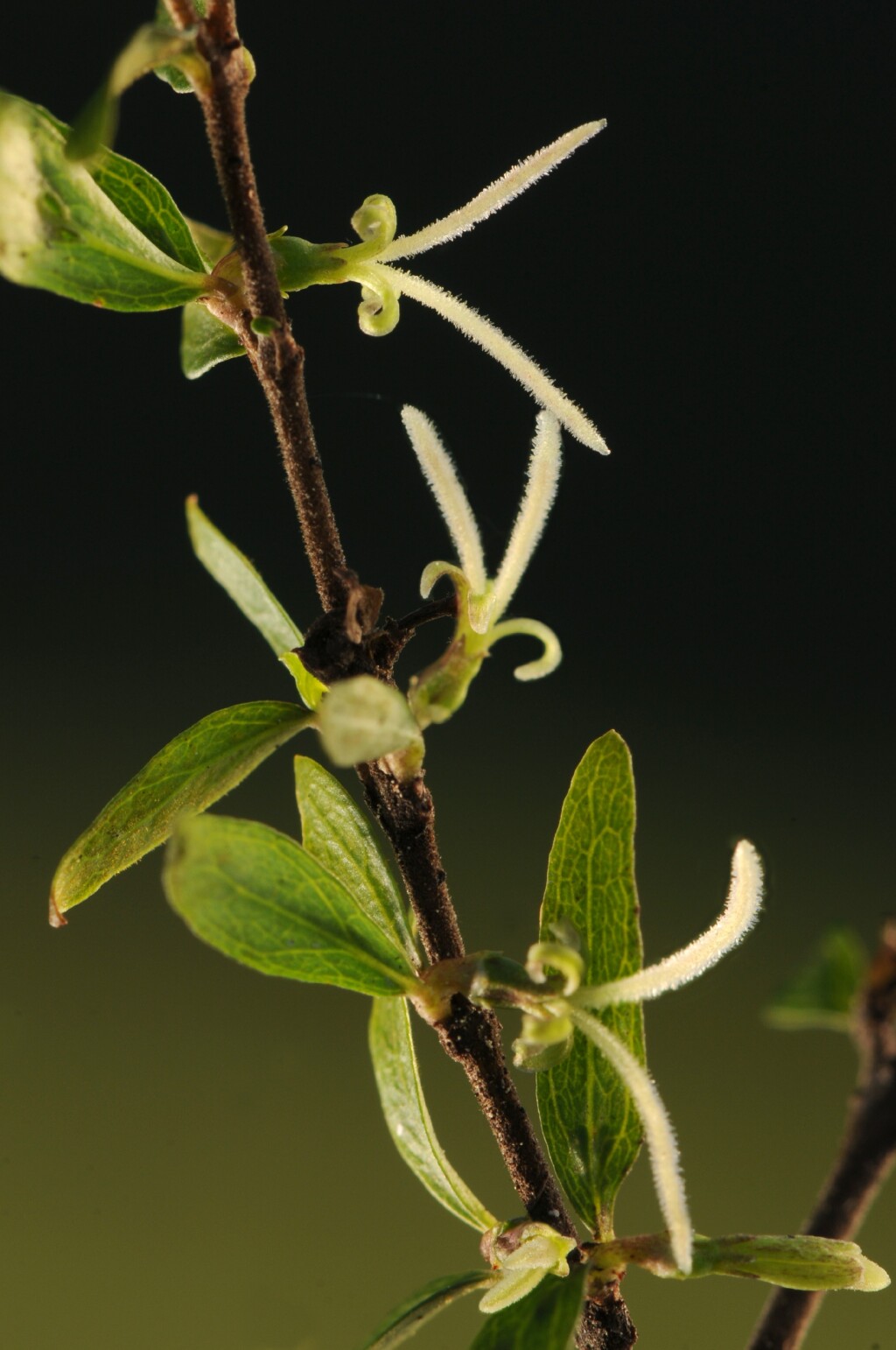 Coprosma quadrifida (hero image)