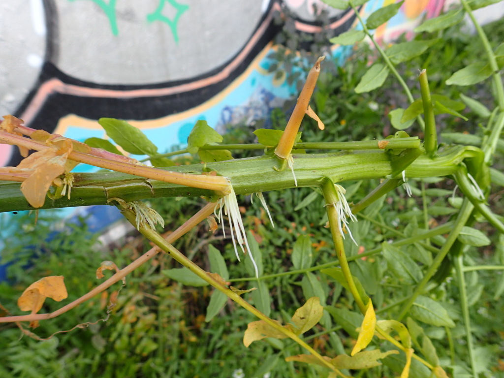 Nasturtium (hero image)