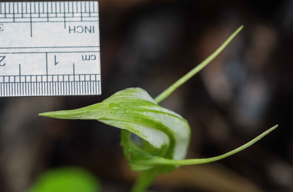 Pterostylis lustra (hero image)