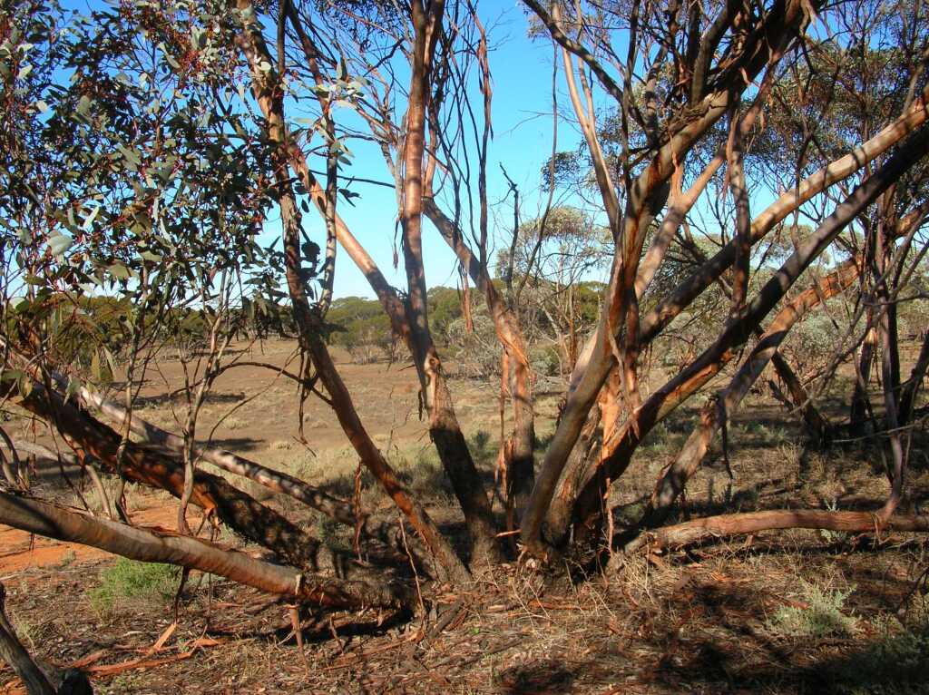 Eucalyptus cyanophylla (hero image)