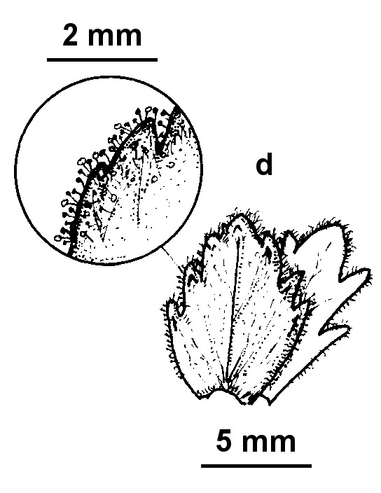 Euphrasia crassiuscula subsp. glandulifera (hero image)