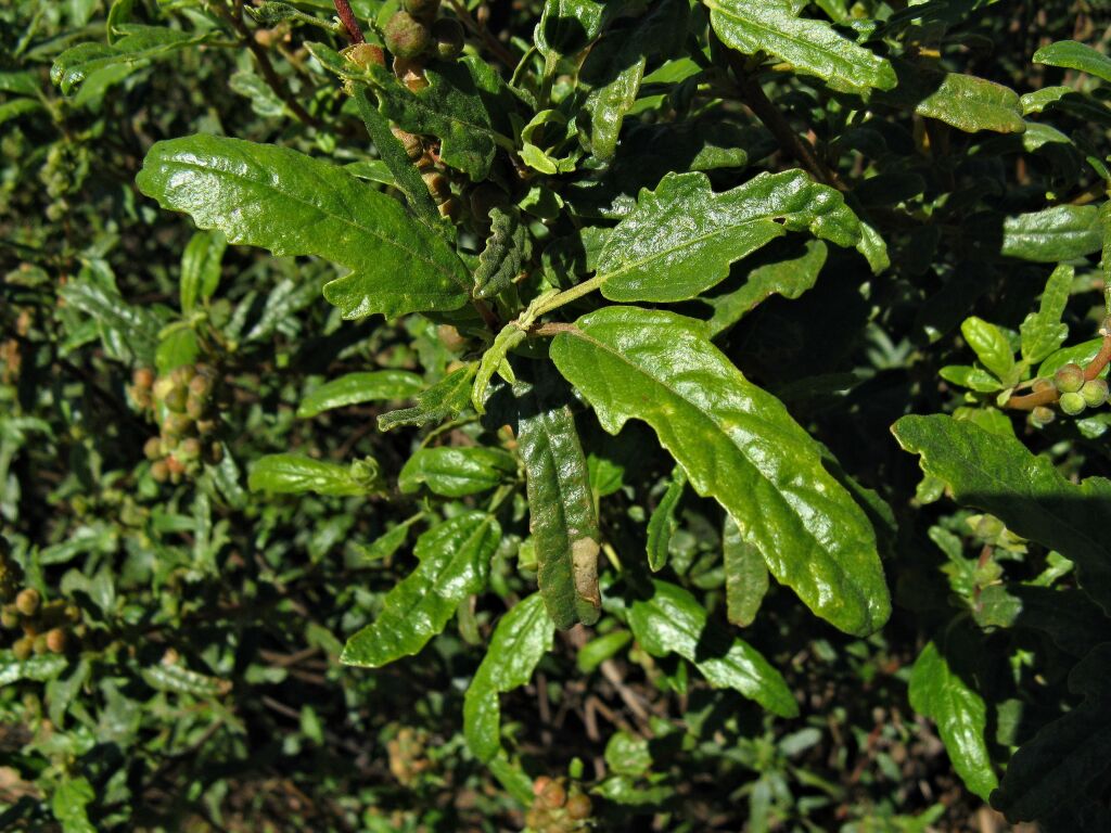 Adriana tomentosa var. hookeri (hero image)