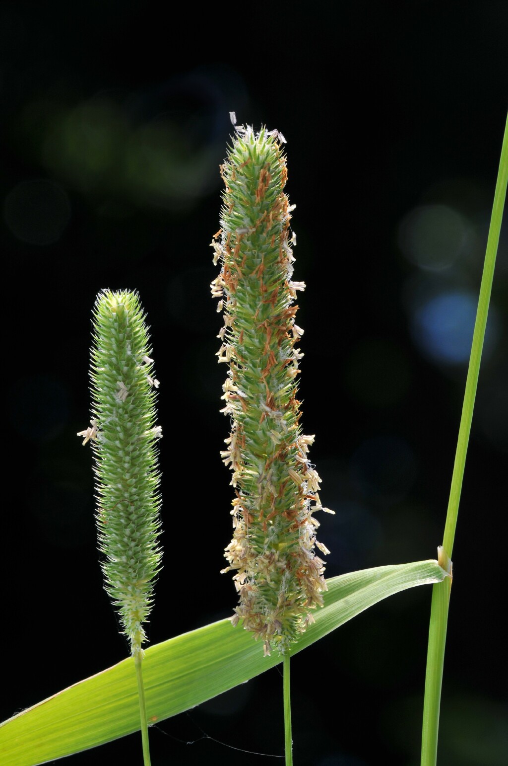 Phleum (hero image)