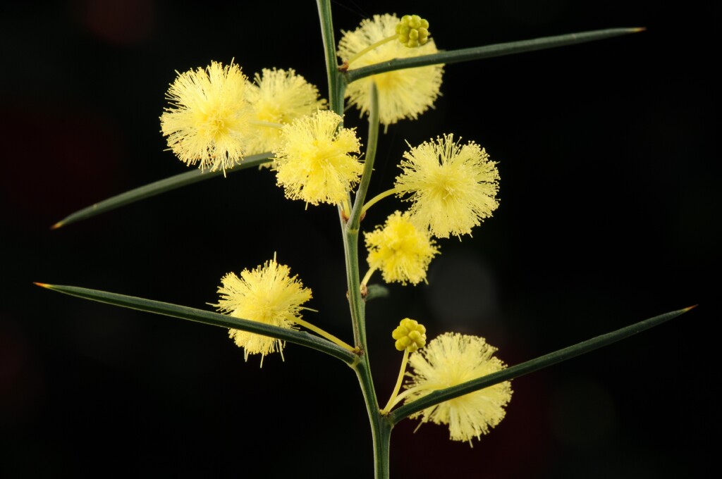 Acacia genistifolia subsp. genistifolia (hero image)