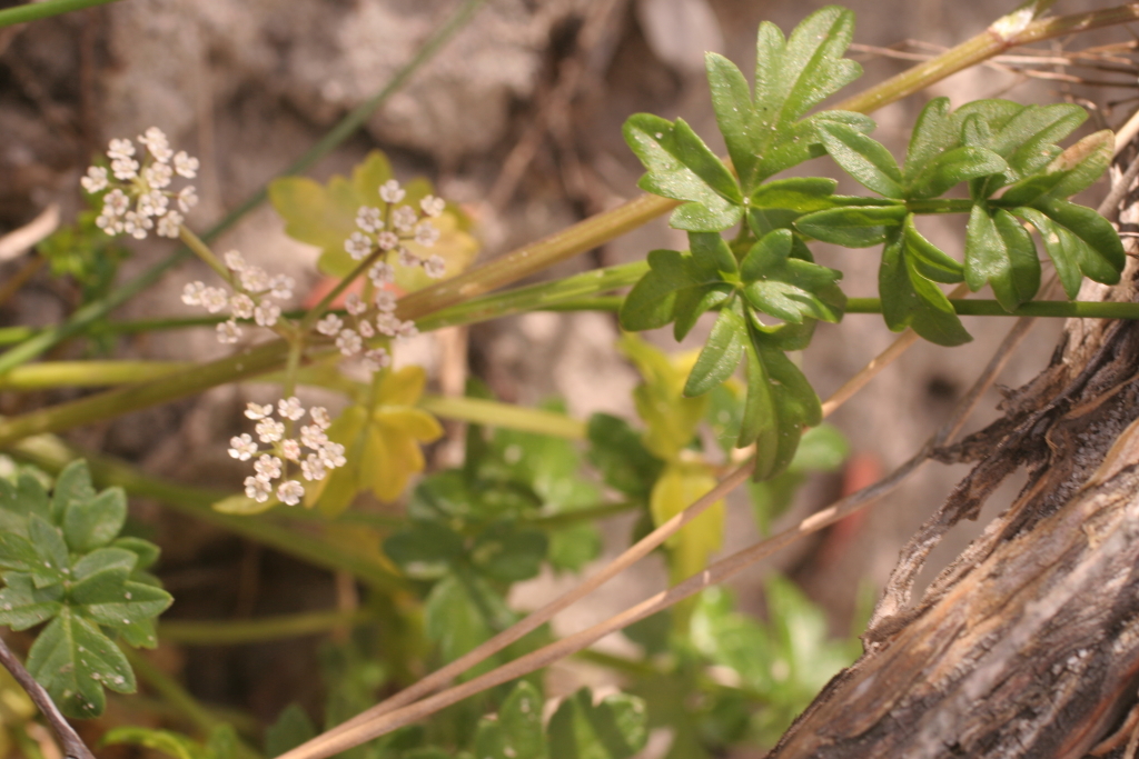 Apium prostratum (hero image)