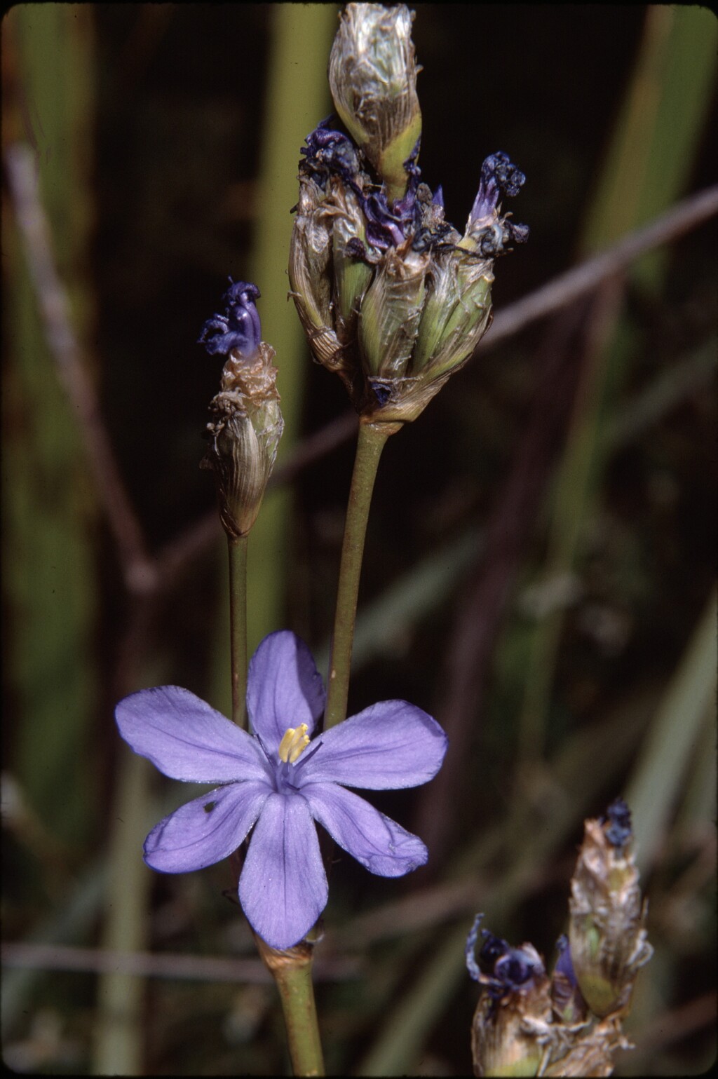 Orthrosanthus multiflorus (hero image)