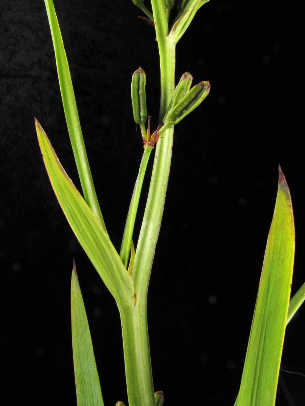 Aristea ecklonii (hero image)